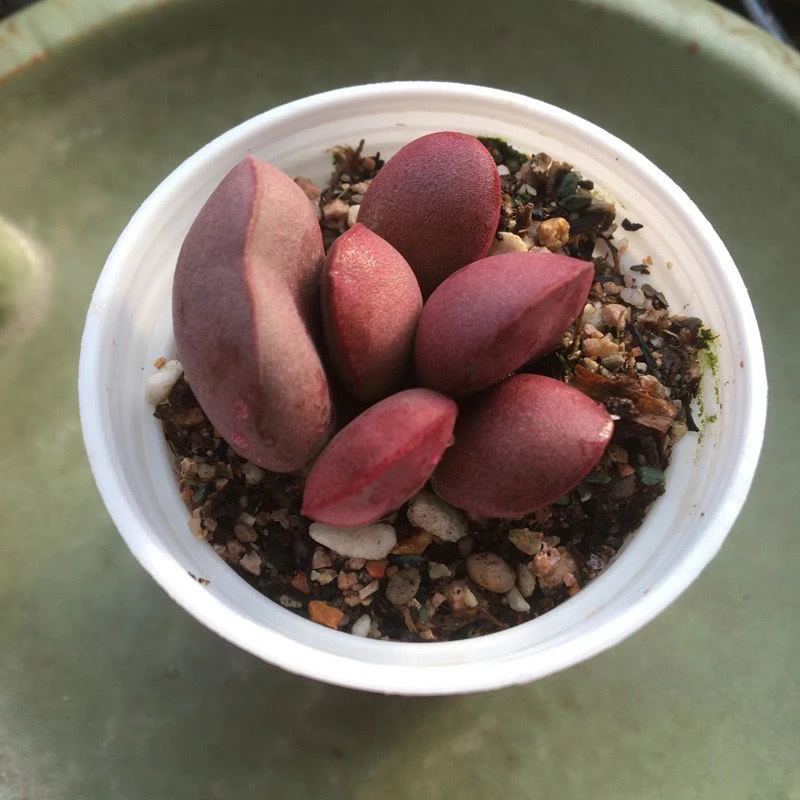 精品多肉水泡白肌红蛋水泡贵货阳台小型多肉植物多肉植物大全