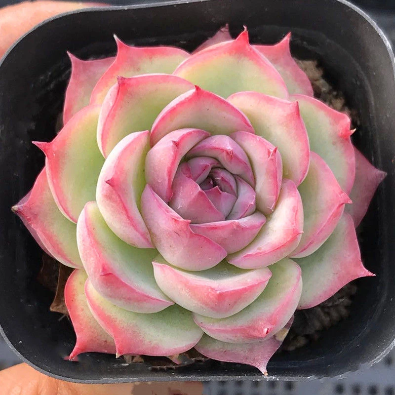侧影多肉植物稀有品种多肉小盆栽超萌肉肉阳台桌面绿植花卉花陌派