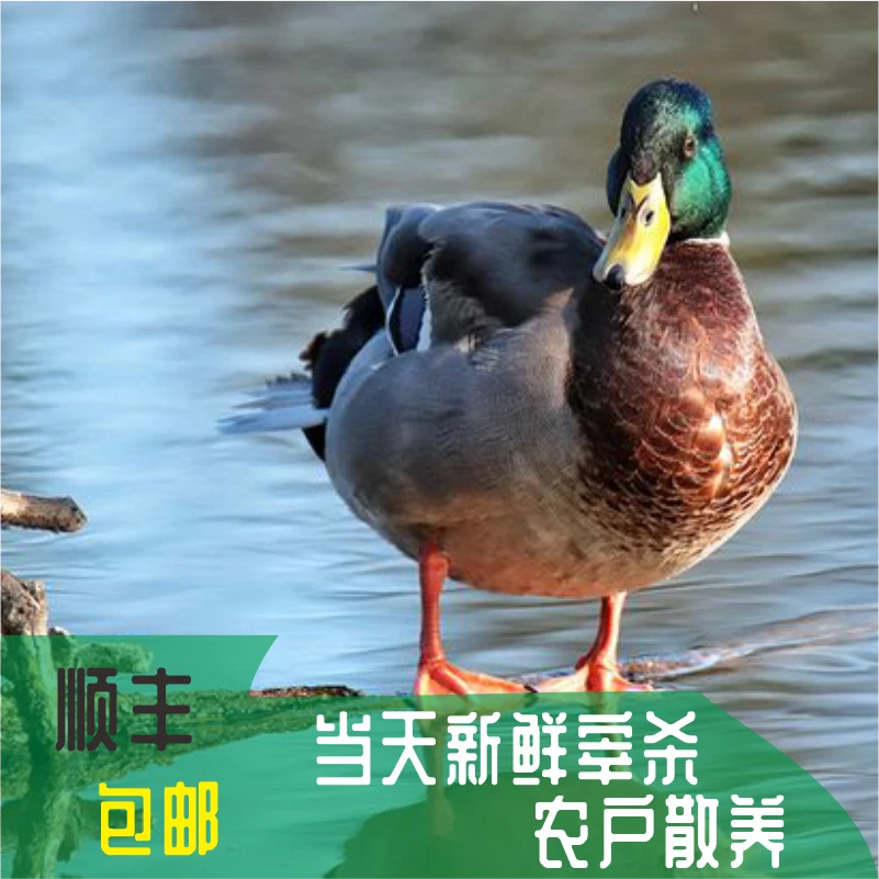 广西农家散养180天青头鸭宰杀后4斤左右顺丰包邮