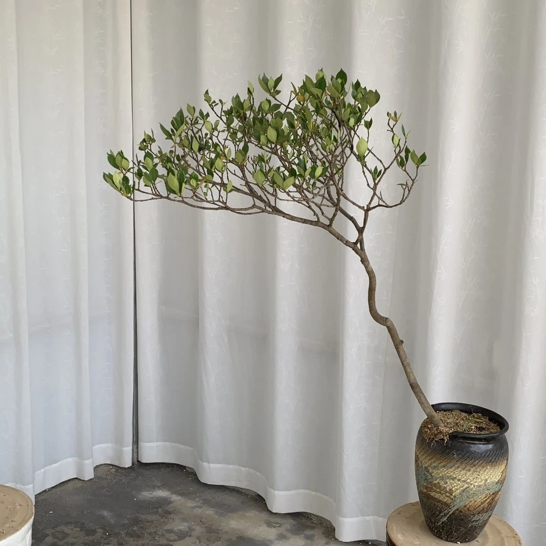 栀子花春花野蓝莓杜鹃老鸭盆景海岛春花海岛栀子花室内绿植盆栽