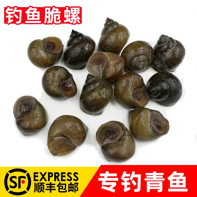 【鲜活】钓青鱼脆螺新鲜挂钩铒料螺蛳薄壳钓鱼螺打窝石螺螺丝田螺