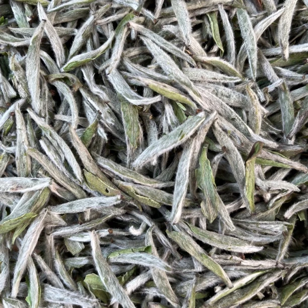 【半斤白毫银针】福鼎点头特级头采白毫银针毫香浓郁甜滑柔不发涩