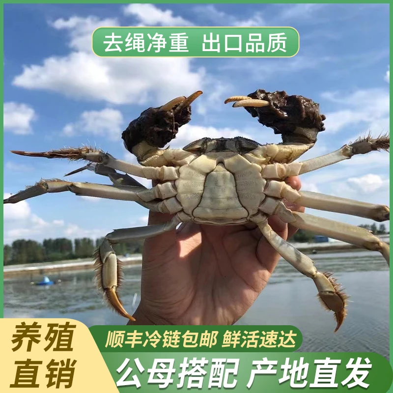 【江苏活蟹】横行记大闸蟹公(3.5-3.2两)母(3.0-2.7两)8/10只顺丰