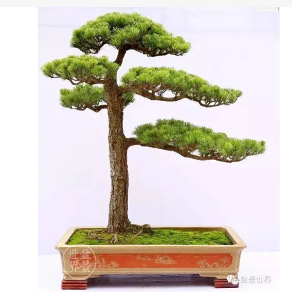 黑松盆景素材老桩山桩地景桩