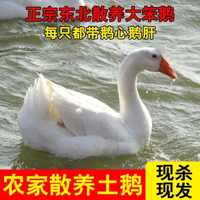 东北黑龙江农家散养大鹅新鲜宰杀顺丰保温发货