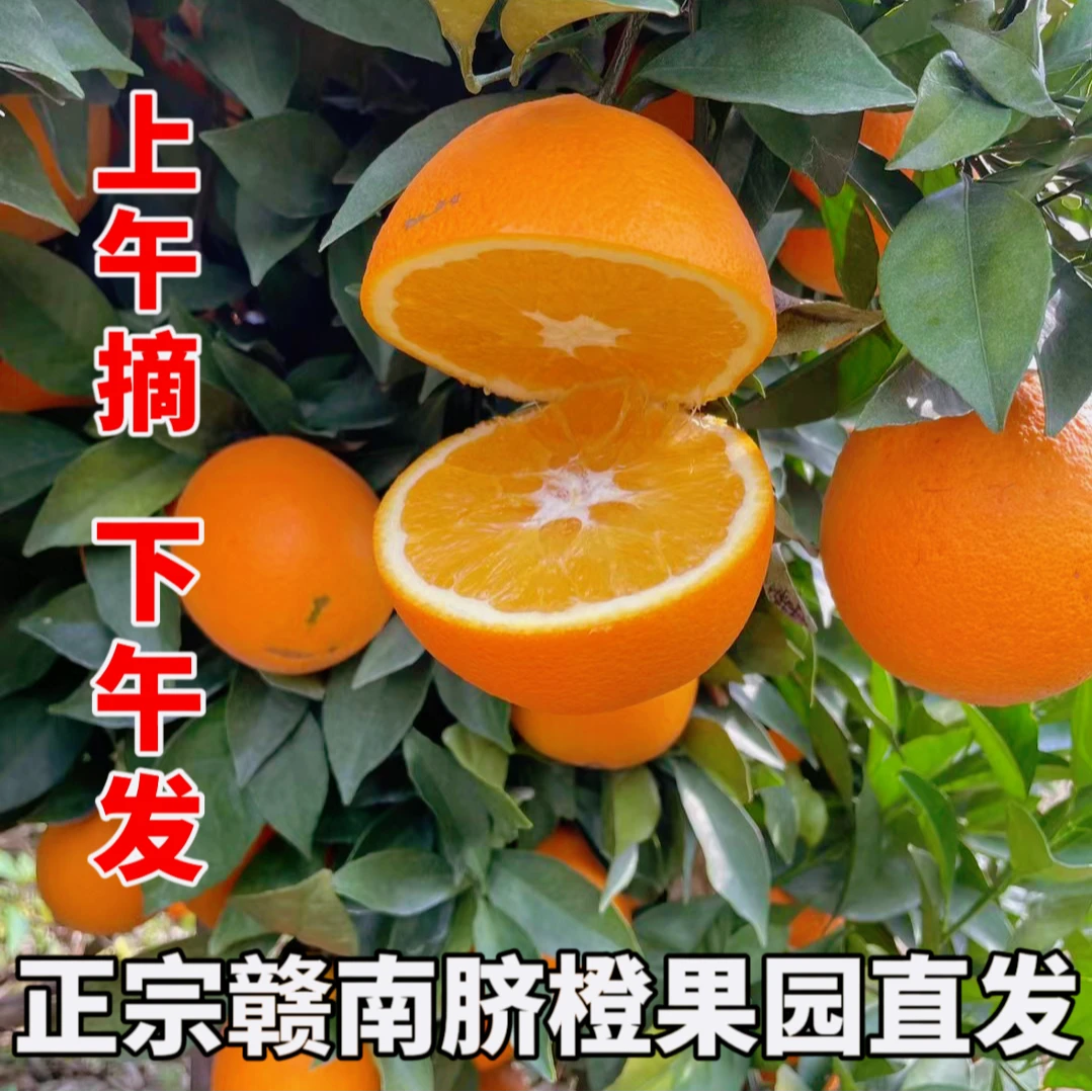【带枝带叶发货】正宗赣南脐橙果园新鲜采摘当季甜橙子9斤净重整箱