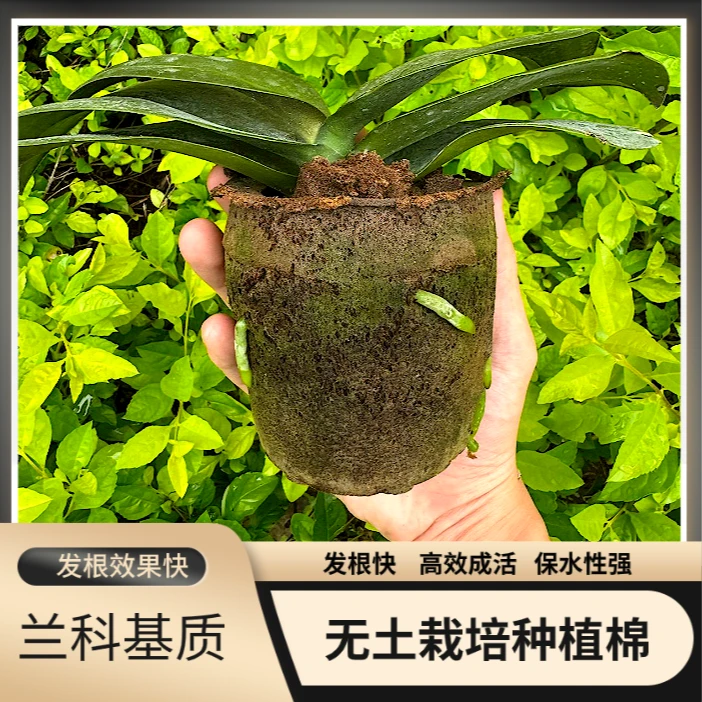 蝴蝶兰碳棉进口泥炭土合成营养土透气养蝴蝶兰专用花土文心兰基质