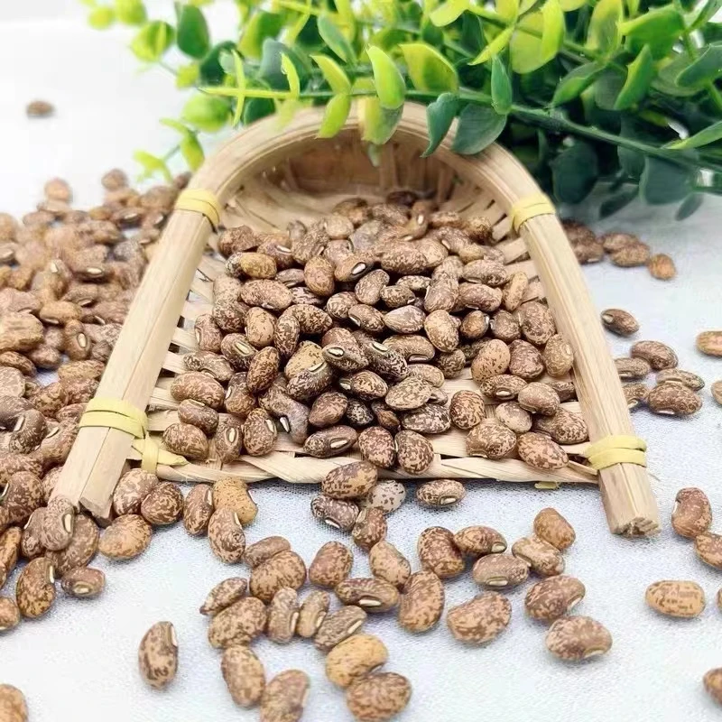陕北山地豇豆 老品种豇豆【凤小禾自家种植】五谷杂粮豇豆饭豆