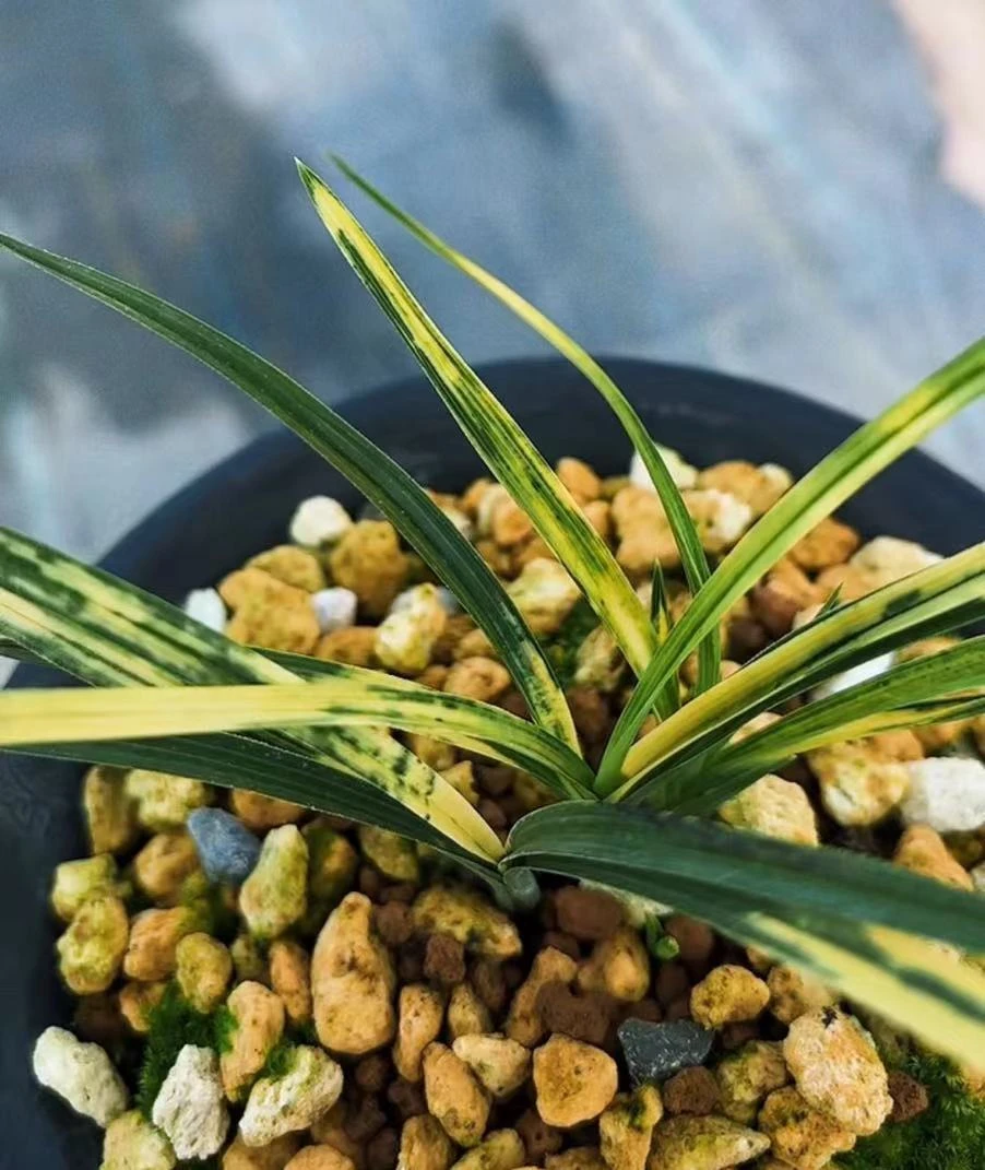 兰花拿截图联系客服