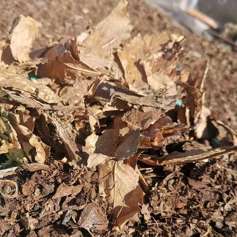 君子兰自配花土营养包邮有机专用土盆栽自由搭配绿植花肥
