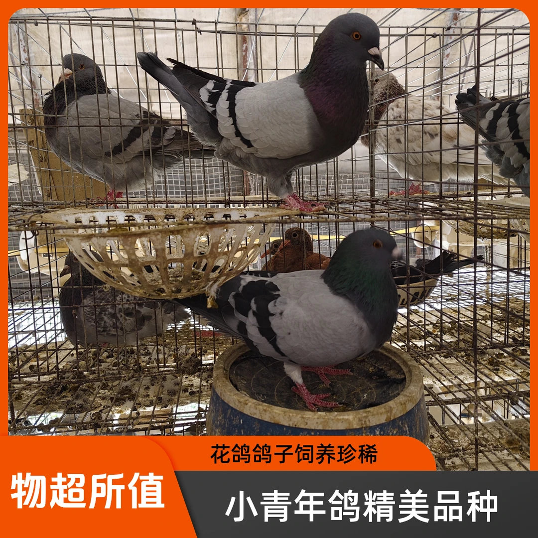 大体落地王鸽  青年鸽银王、白羽王、灰王、红二线、麒麟花