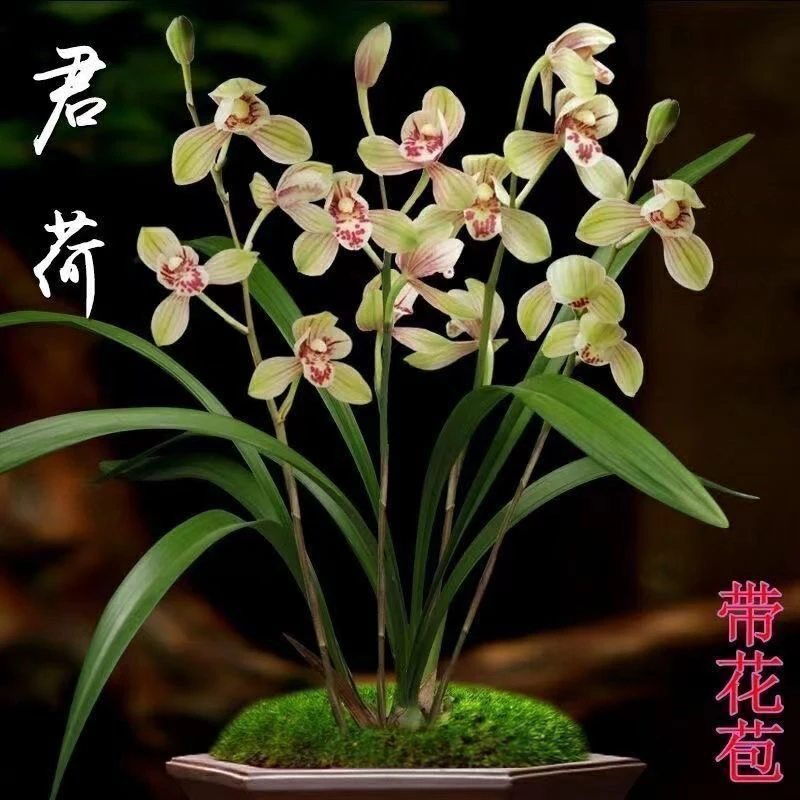 建兰 八大名品 君荷 浓香好养易活 基地人工养植