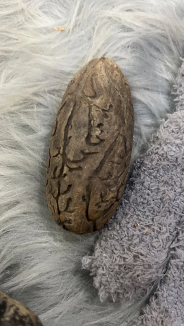 天然非洲千眼菩提手把收藏