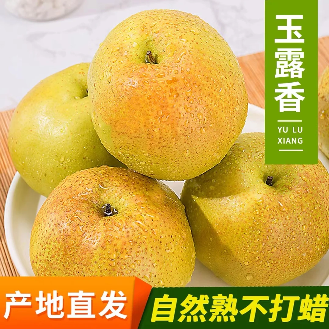 山西玉露香梨薄皮脆甜当季新鲜水果农家产地现摘直发整箱批发大果