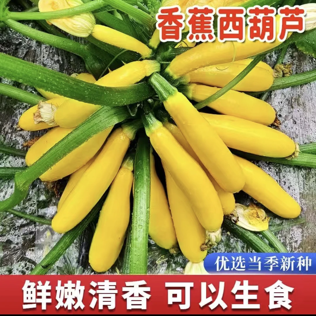 水果型西葫芦种子香蕉瓜黄色盆栽种籽特色春秋季四季蔬菜种子瓜种