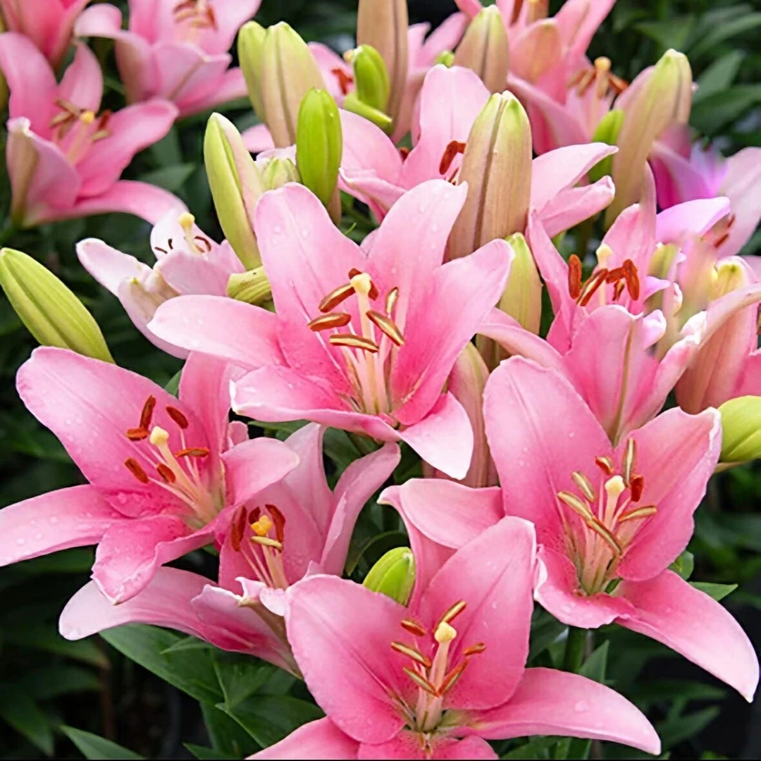 【重瓣香水百合种球】好养   室内 庭院观花香百合花四季盆栽