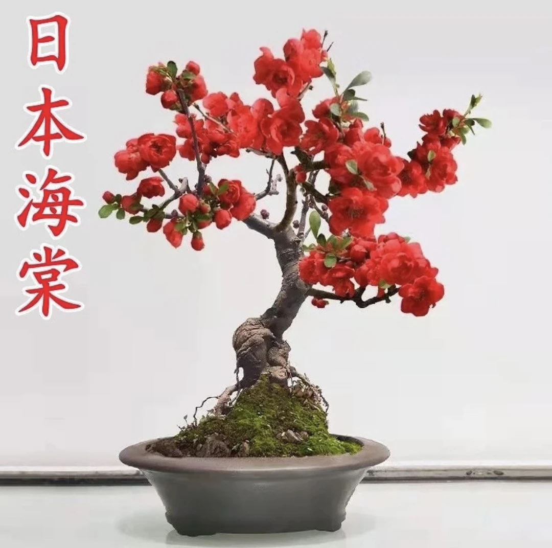海棠花各种老桩盆栽