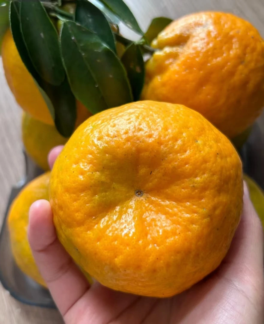四川达州椪柑新鲜采摘果园直发 入口化渣爆甜多汁 巴适的板产地发