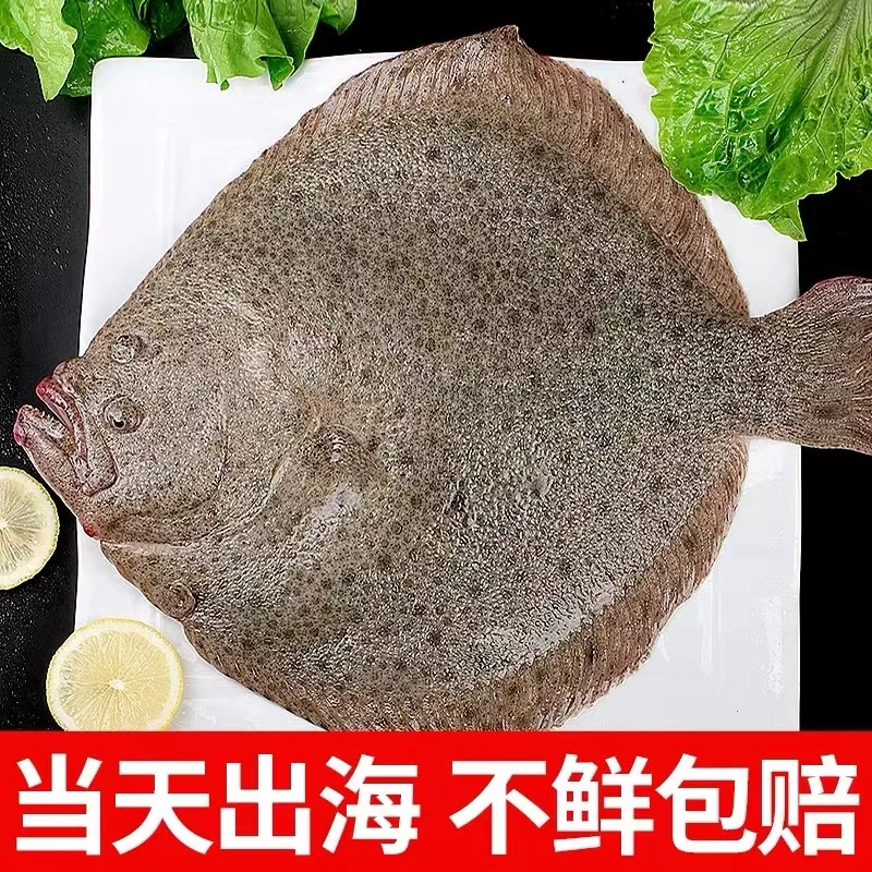 连云港发货 精品多宝鱼冷冻