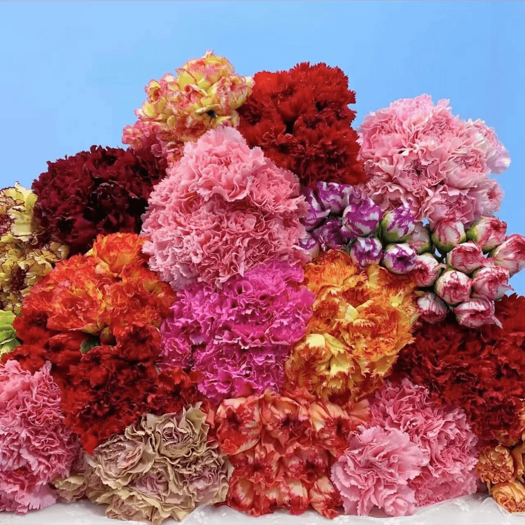 康乃馨 母亲节组合花束 鲜花切花送礼云南基地直播批发云南鲜花
