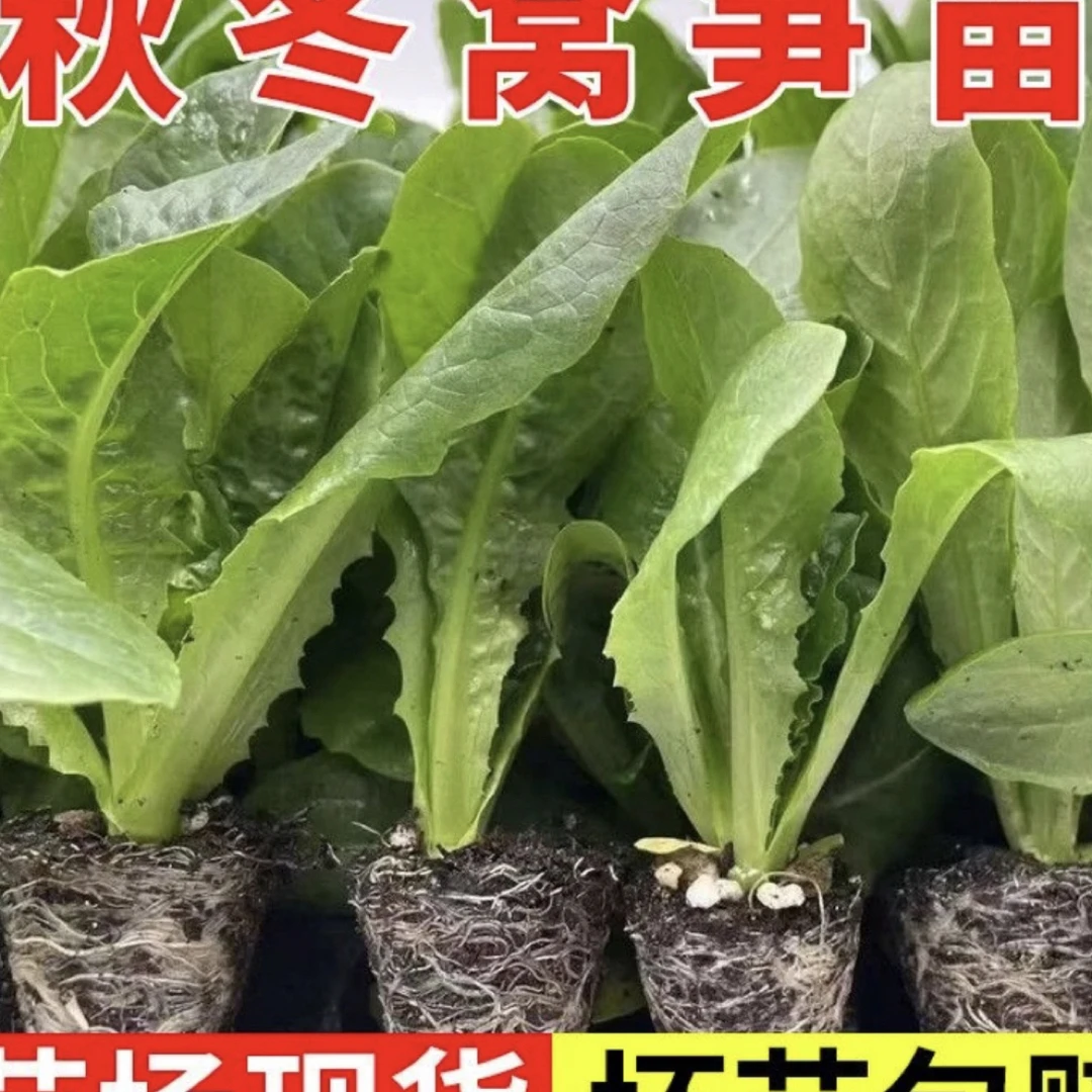 莴笋莴苣苗秋冬耐寒品种山东寿光苗厂发货
