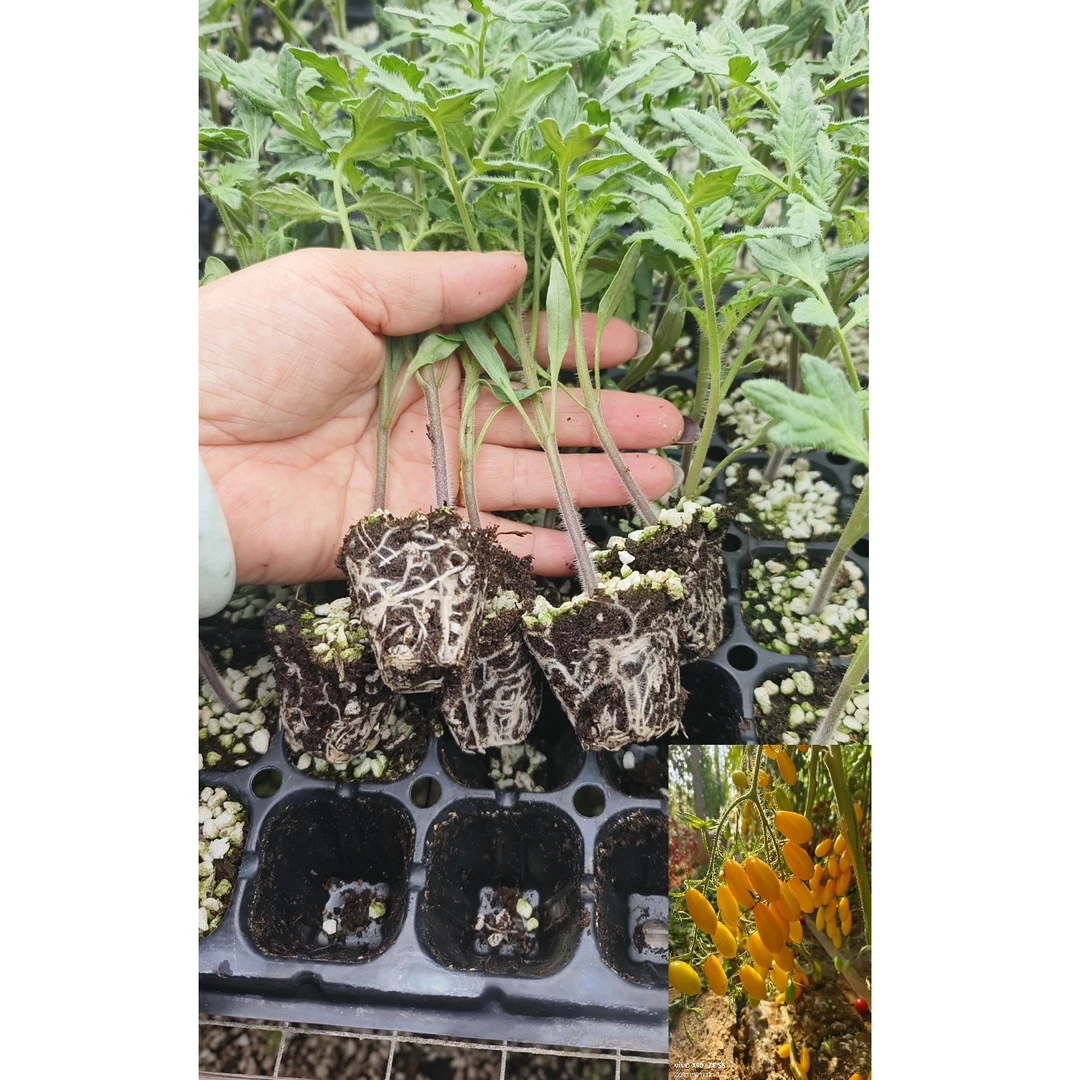 千禧小番茄苗圣女果西红柿苗蔬菜苗寿光产地直发