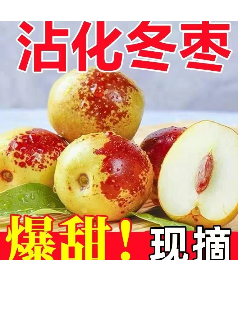 山东沾化冬枣现货脆甜冬枣现摘现发新鲜皮薄肉厚