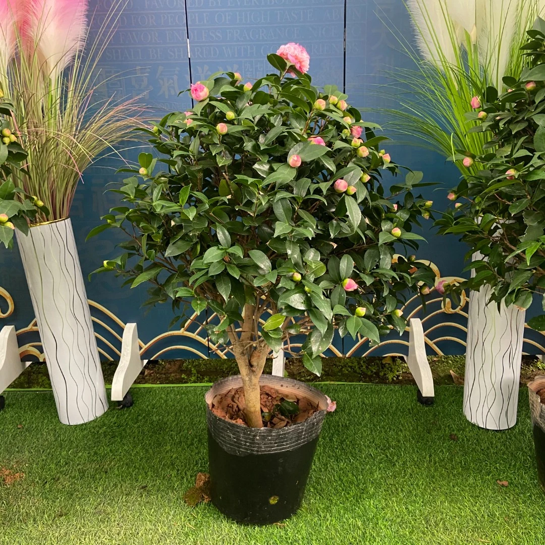 【乐妍甄选】6年香妃山茶花盆栽带花苞树苗（以直播间实物为准）