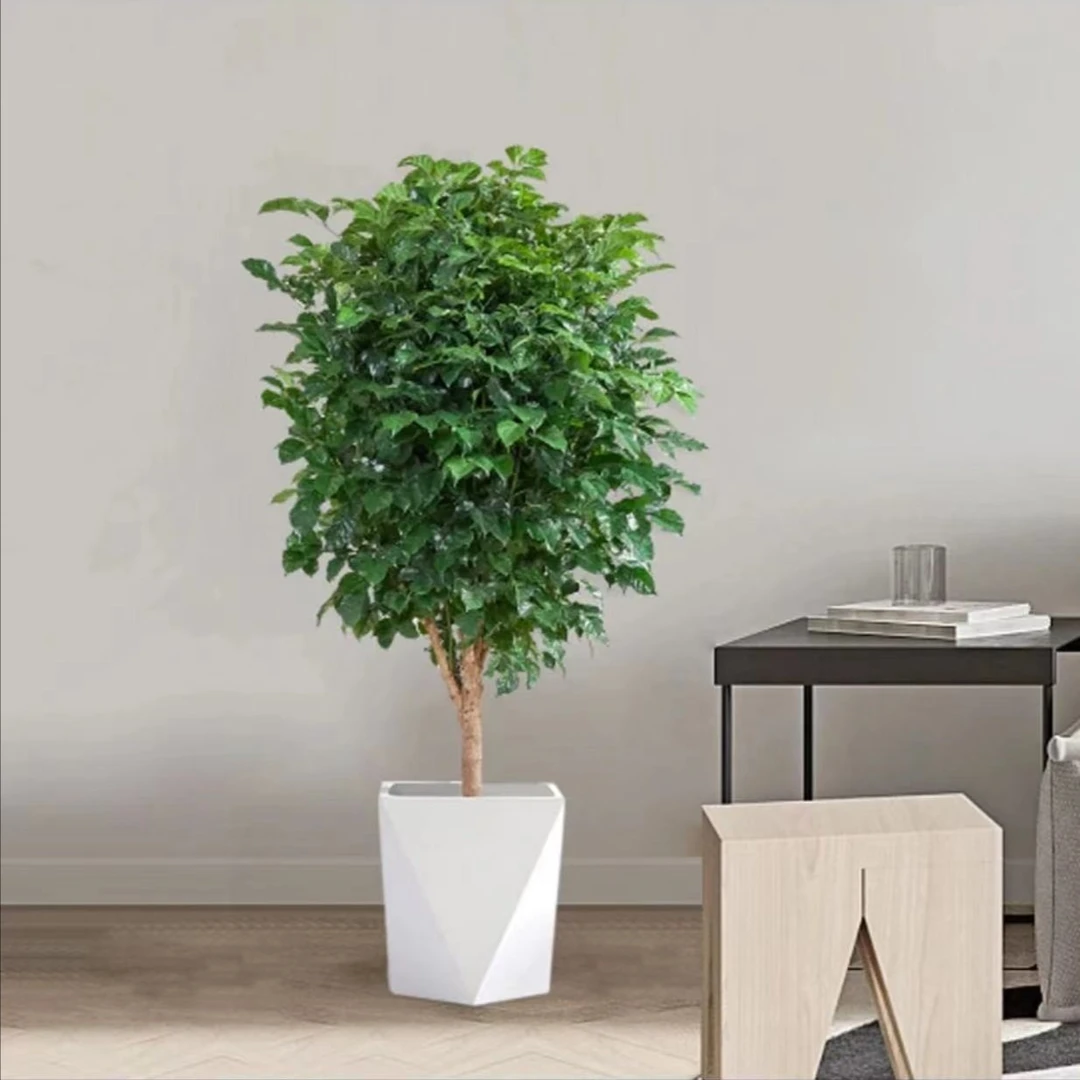 【美悦】61-70cm幸福树绿植盆栽绿宝树美观好养室内白色菱形盆