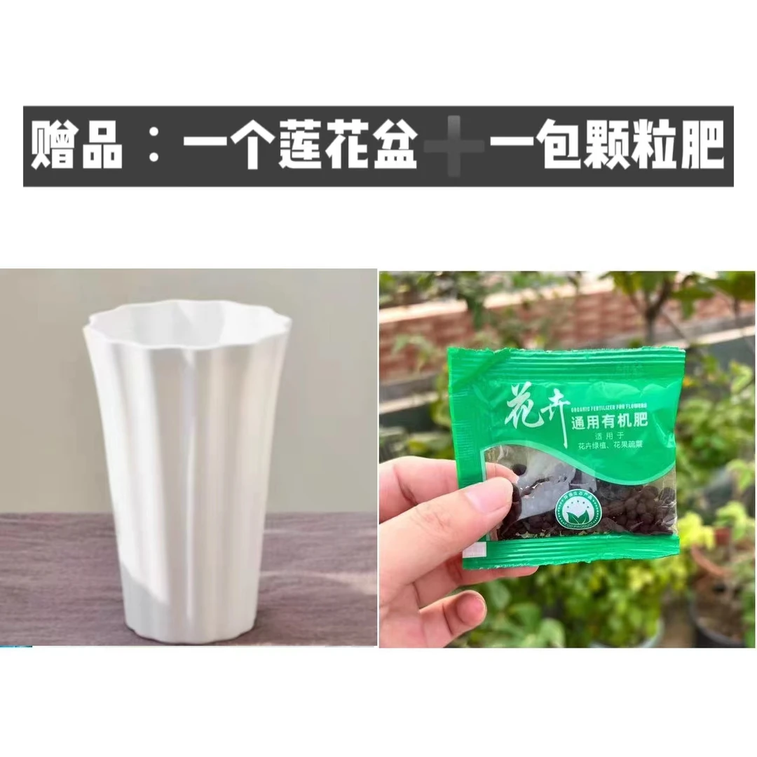 美悦莲花盆肥料