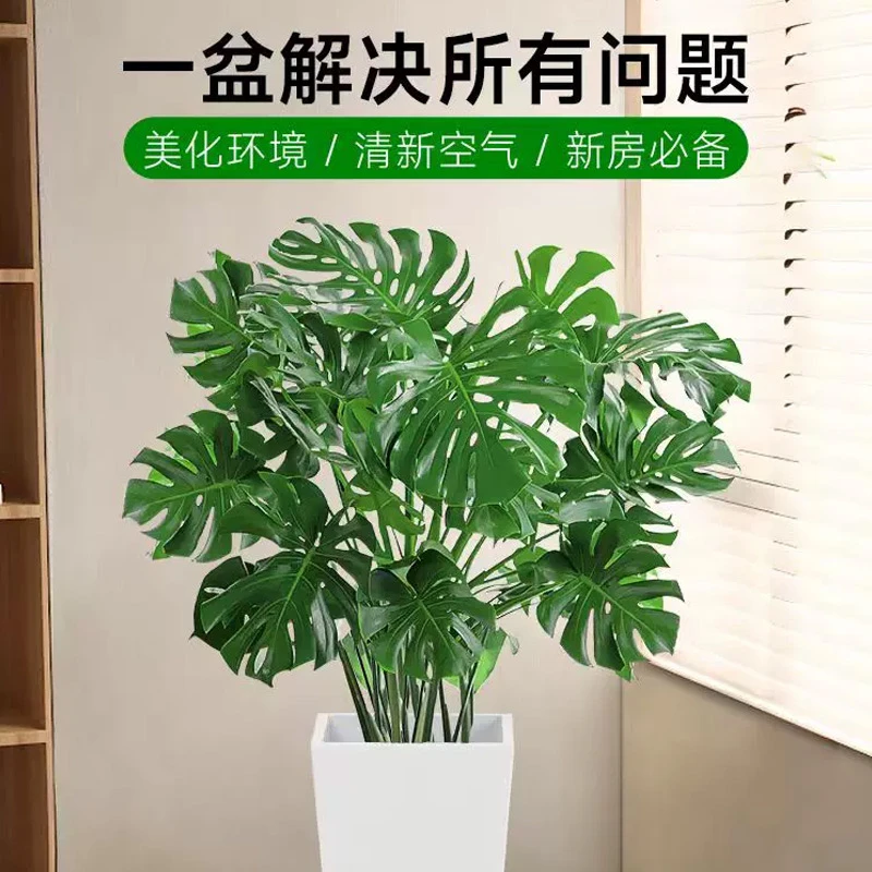 龟背竹基地直发挑好买好。包邮送货上门一物一拍