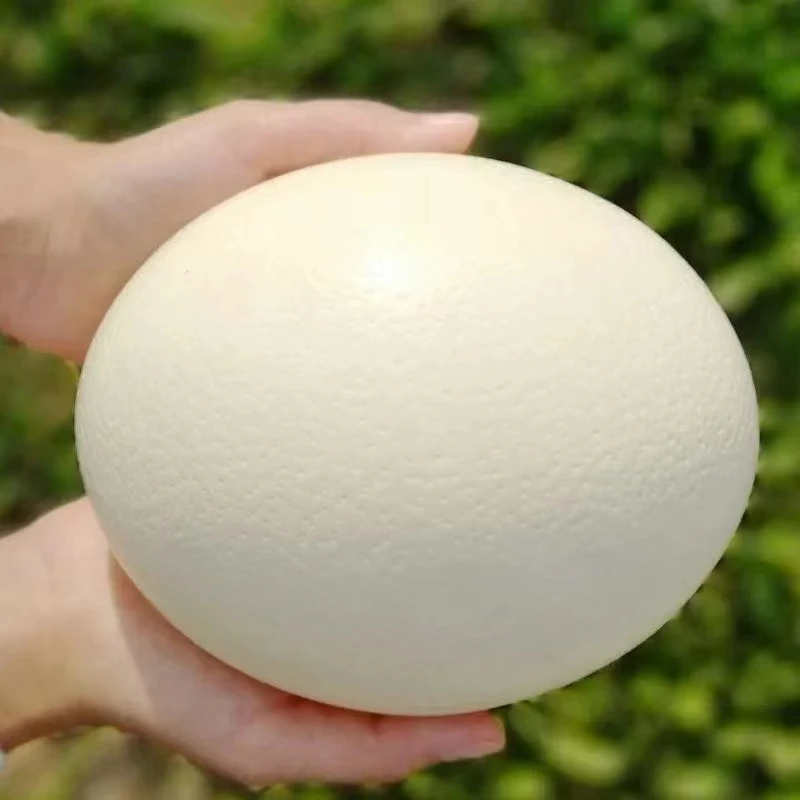 新鲜可食蛋3斤左右包邮