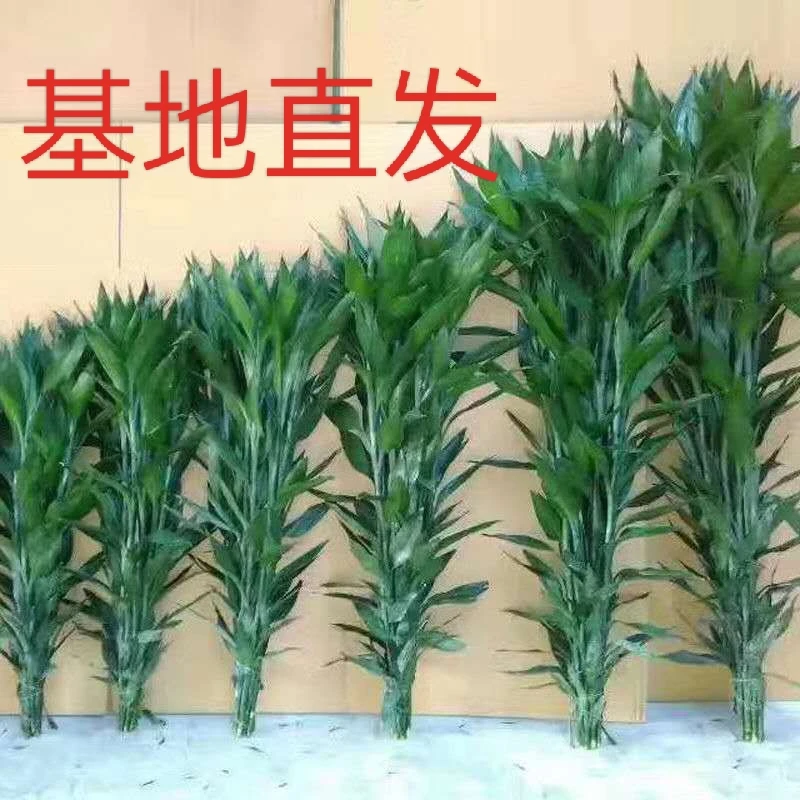 【超大粗竹】富贵竹水培植物大叶竹转运竹盆栽植物室内绿植花卉