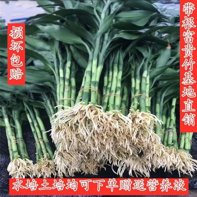 带根富贵竹水培大叶粗枝四季常青玻璃花瓶客厅盆栽吸甲醛净化空气