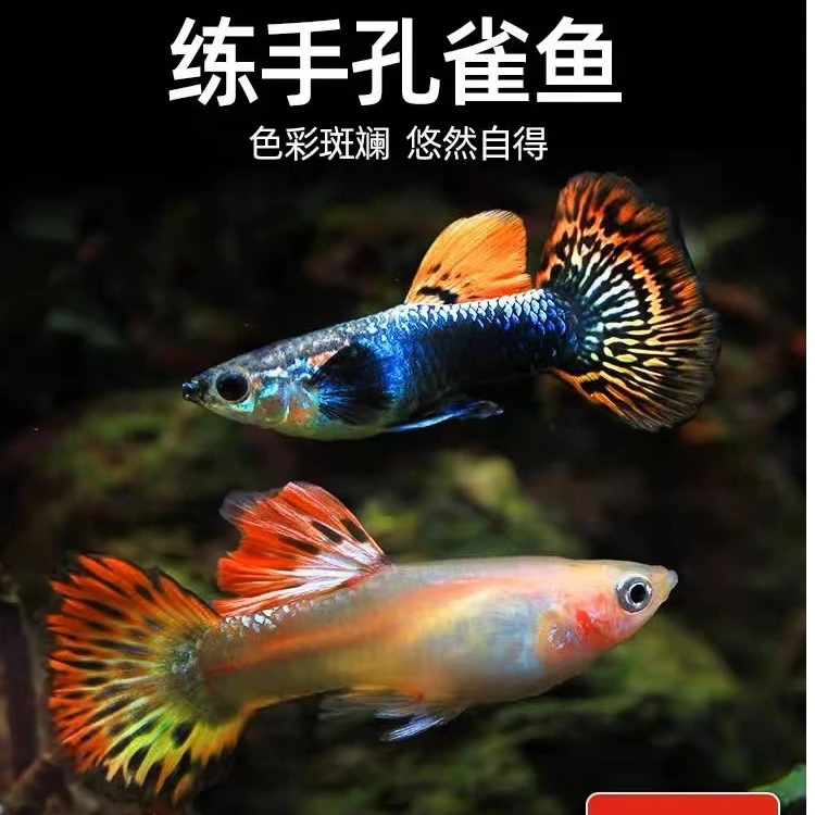 精品孔雀鱼热带鱼观赏鱼胎生鱼活体好养繁殖精选鲜活发货套餐