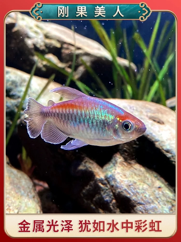 刚果美人灯科鱼群居好看耐活新手好养观赏鱼热带鱼水族活体发货