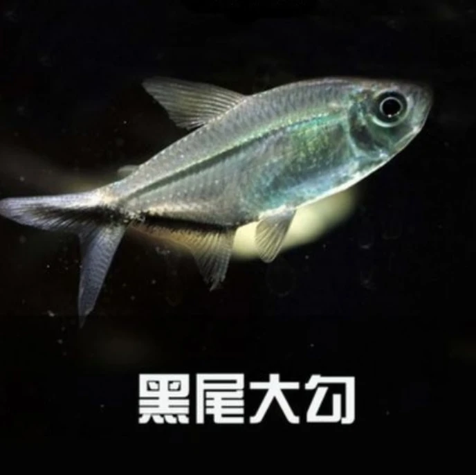 黑尾大钩群游鱼耐活好养观赏鱼养鱼活体发货灯科鱼