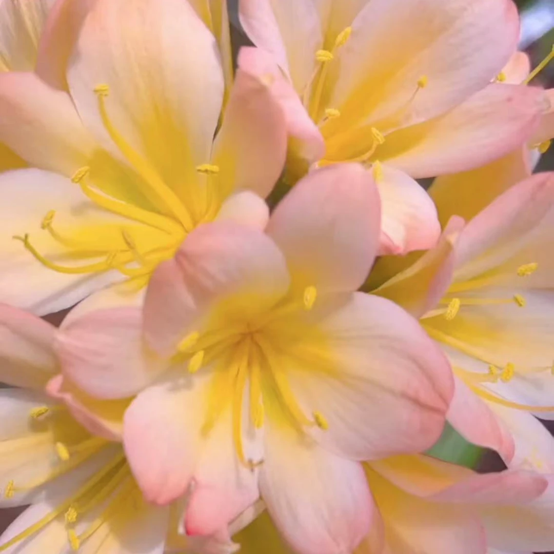 正宗精品粉红佳人君子兰大苗盆栽