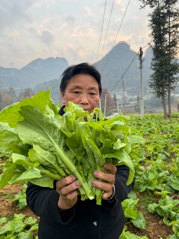 湖北恩施本地农家菜苔