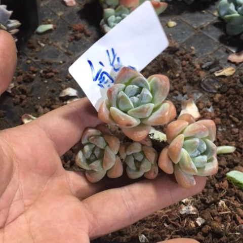 熊专拍冰玉群长腿