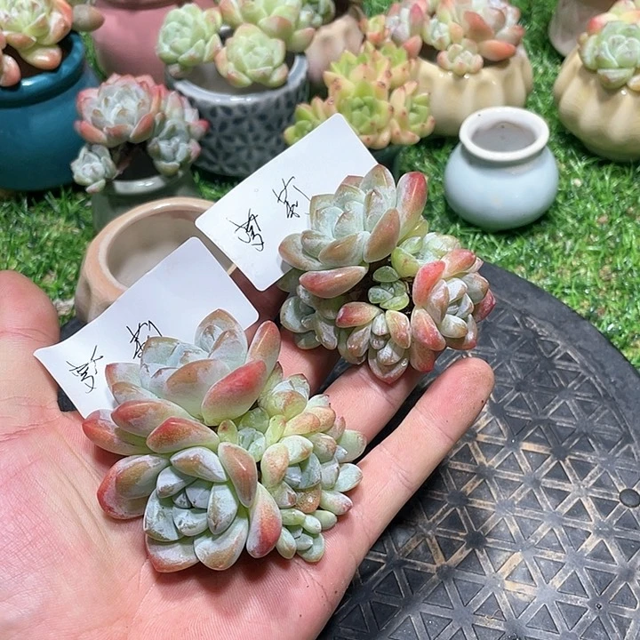 萝莉专拍冰玉老桩群生