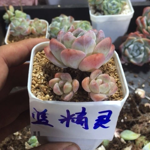 蓝精灵专拍冰玉老桩