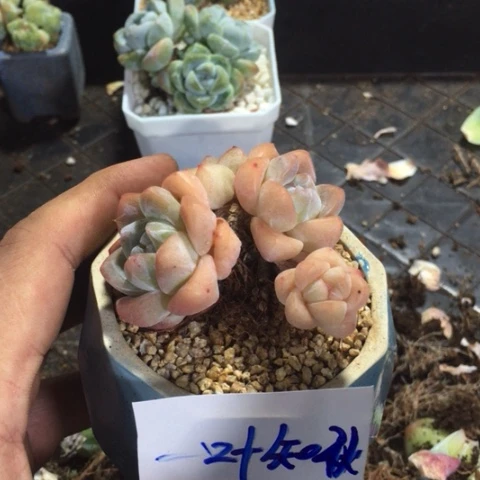 一叶知秋专拍冰玉老桩