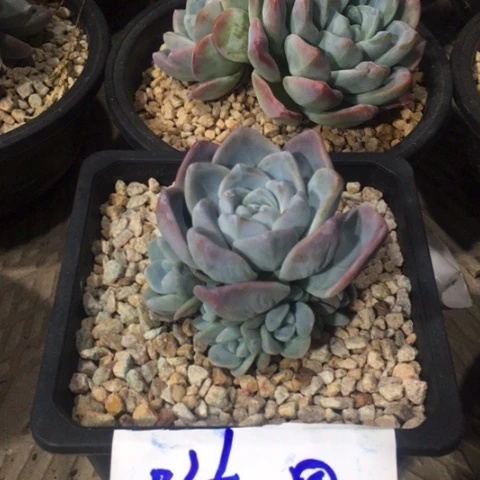 随风冰玉专拍捧花群生