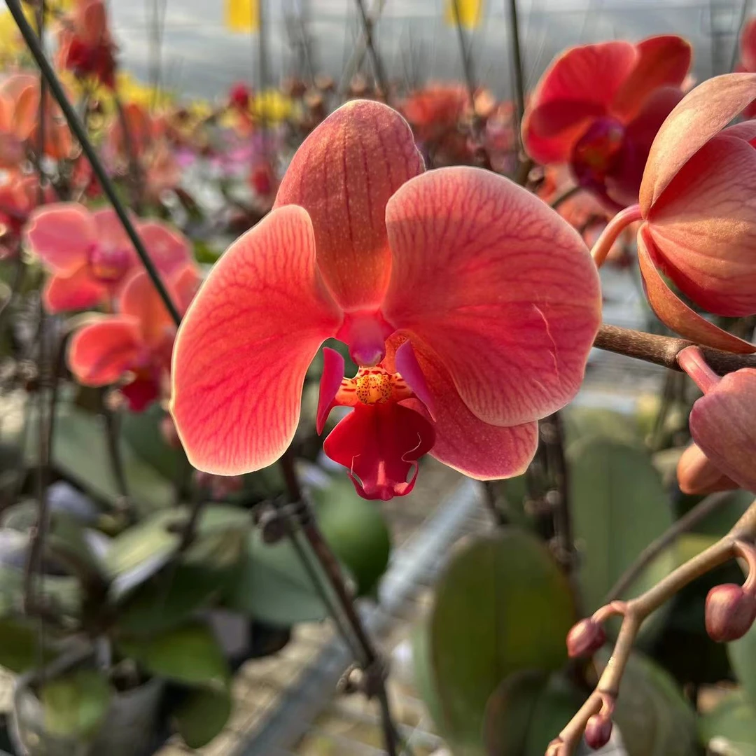 【花之漫】（纳博讷）安祖蝴蝶兰花卉室内桌面观花四季开花盆栽花