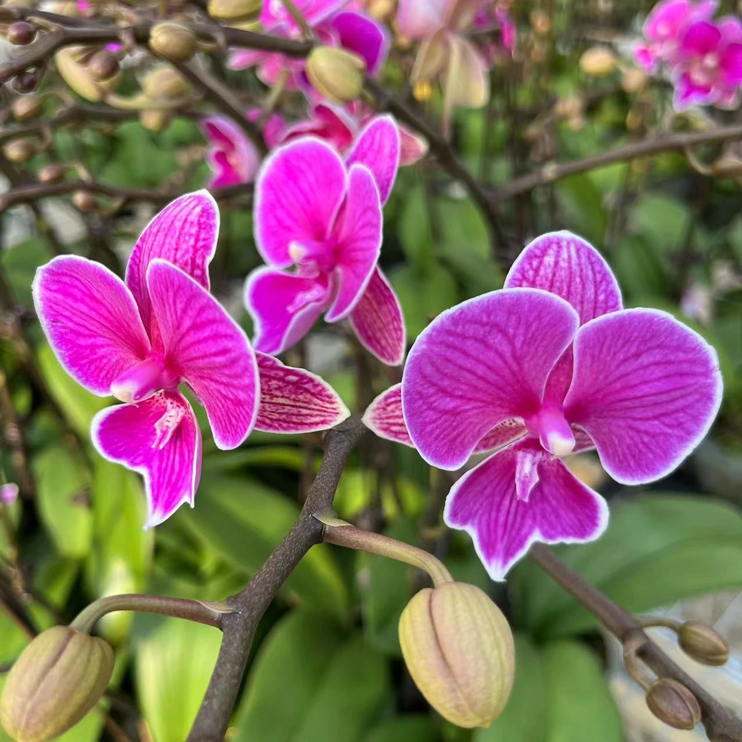 【花之漫】（红豆）蝴蝶兰花卉室内阳台桌面观花四季开花盆栽花卉