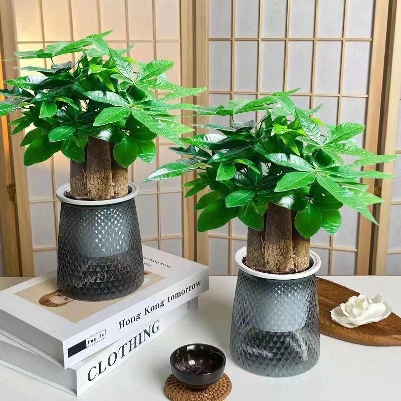 发财树盆栽室内客厅桌面净化空气绿植水培小盆景招财树吸甲醛植物