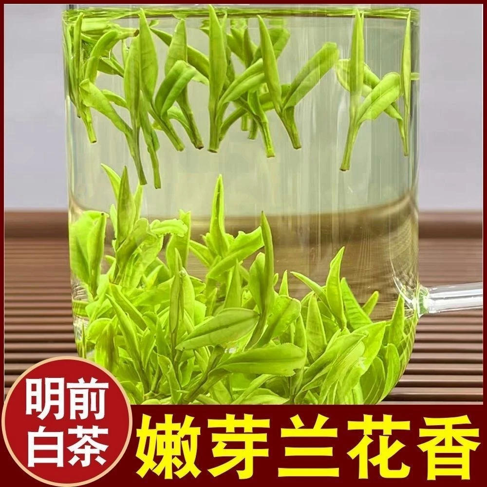AAAA头采2025新茶安吉明前白茶茶叶高山绿茶春茶鲜爽嫩芽高档罐装