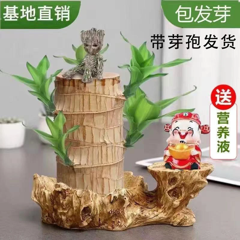 巴旦木带芽孢巴西木幸运木开花格鲁特室内水培带托盘好养懒人盆栽