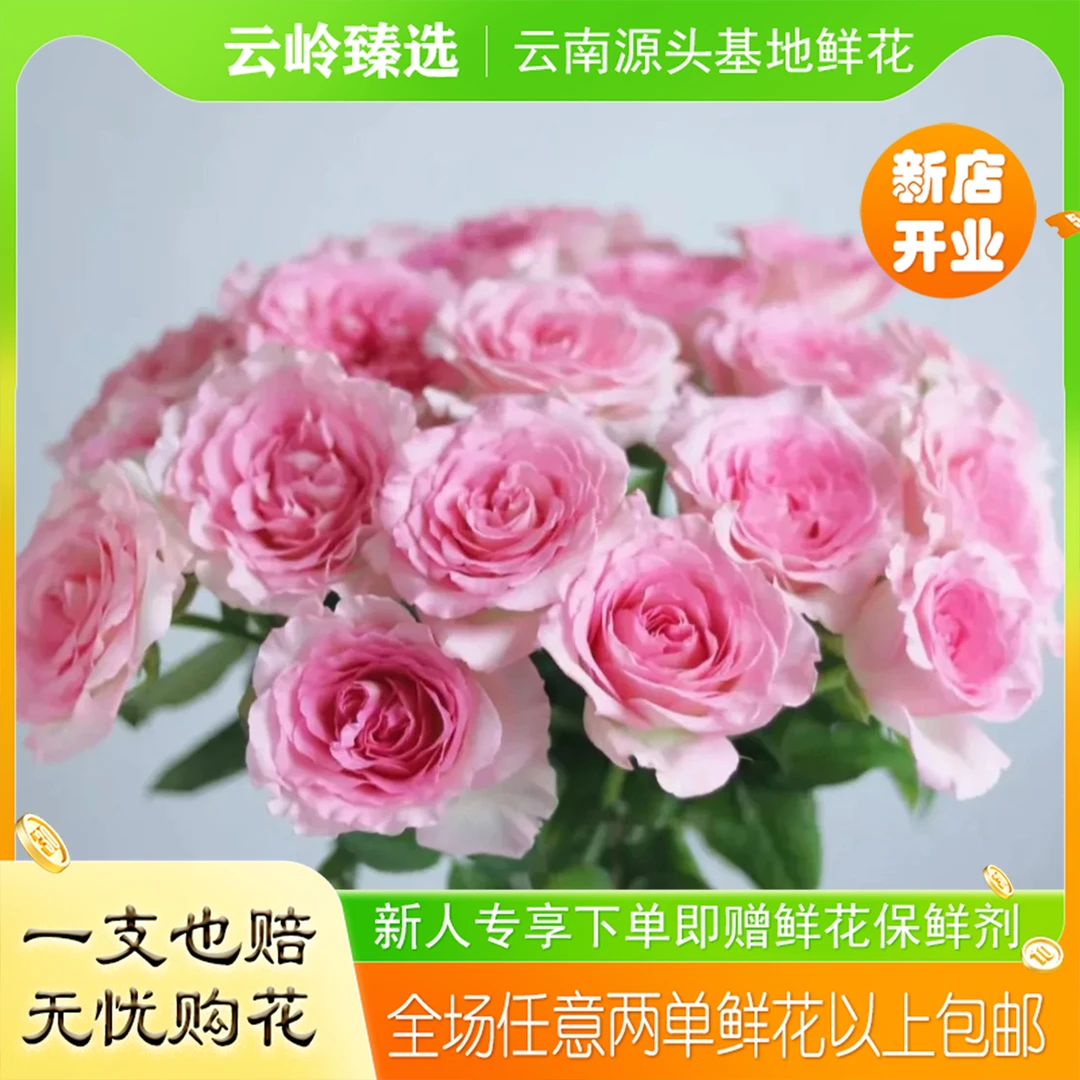 1单中通2单升级空运，低温地区不拍保温棉不售后）洛神玫瑰